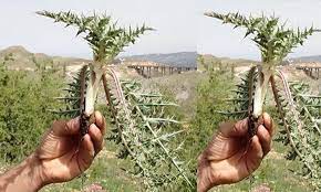 العكوب