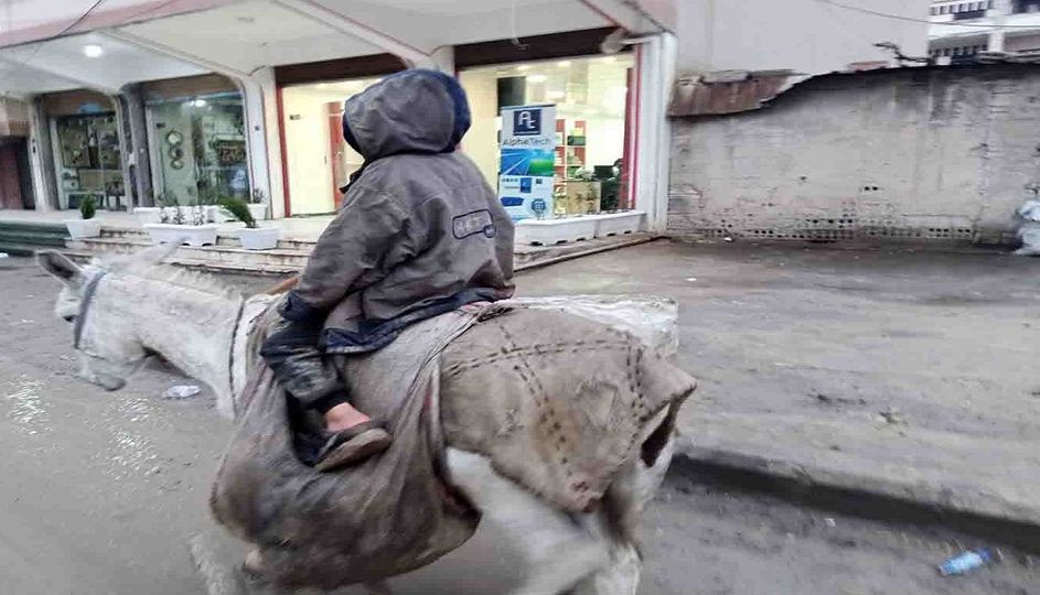الحمير تستعيد أهميتها كبديل عن الطرطيرة.. مفقودة وسعرها مرتفع