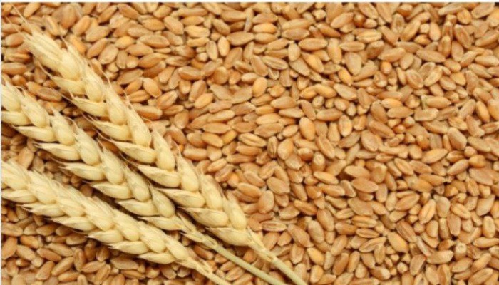 عضو في الغرفة الزراعية: يجب عدم حصر استيراد القمح بأسماء محددة