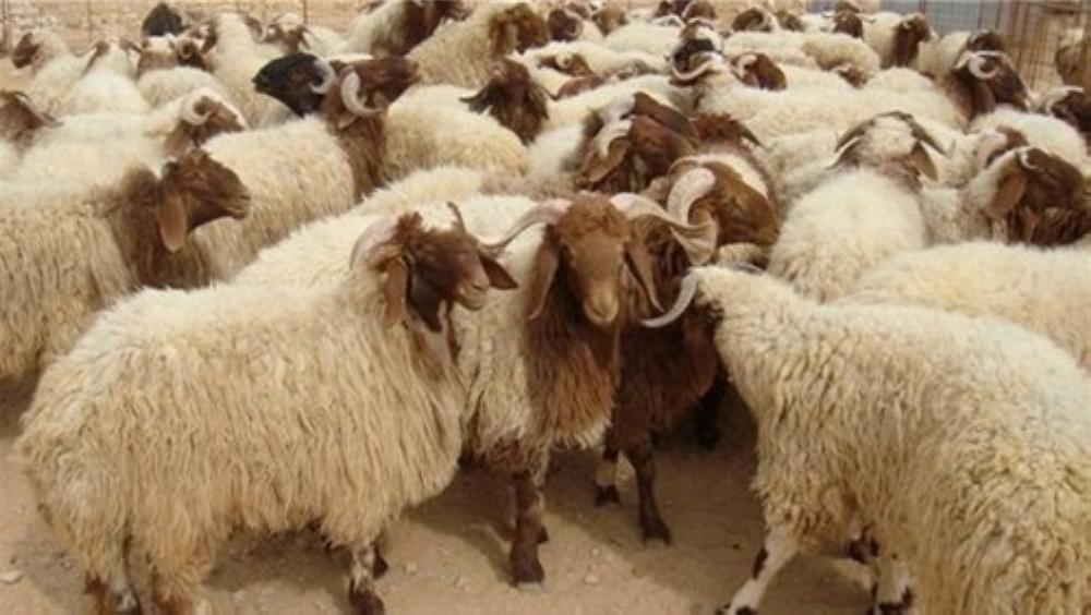 مربون: الثروة الحيوانية في خطر شديد لا سابق له من قبل
