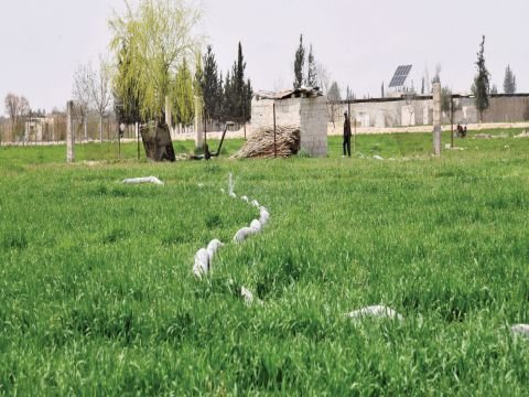 لا إحصائيات رسمية حول إنتاج القمح للموسم الحالي … وزير الزراعة: تأخر المطر أثر سلباً