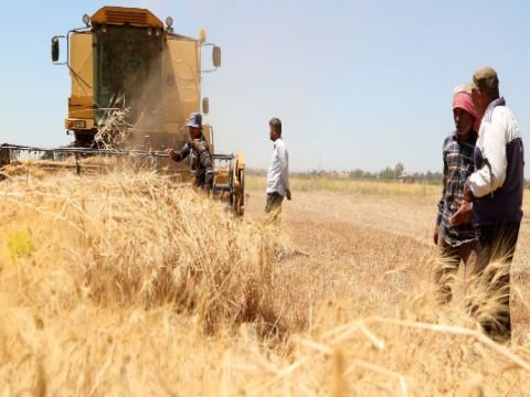 خبير يقترح آلية جديدة تؤمّن حاجة سوريا من القمح إذا تحققت الشروط