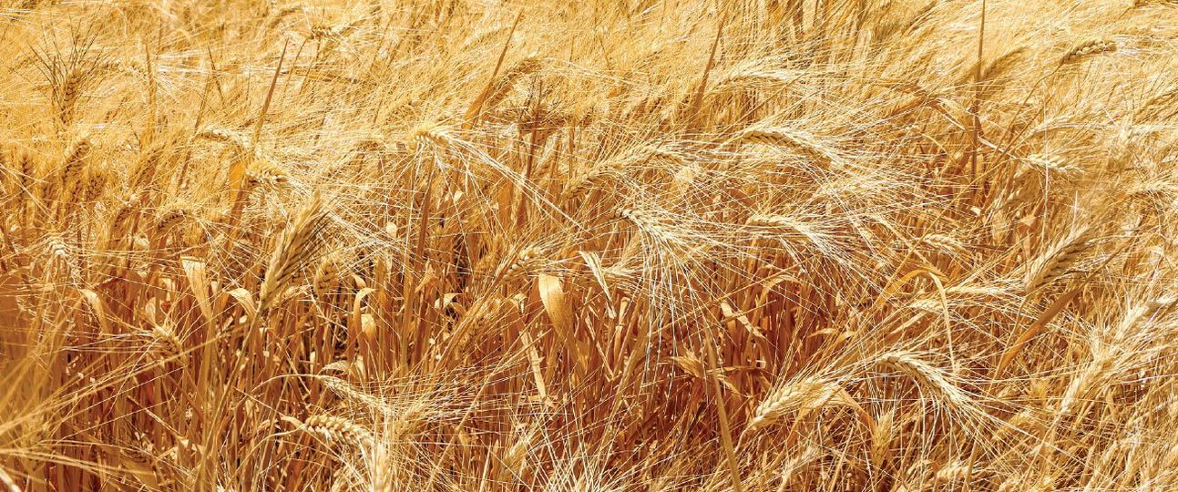 الفاو تدق ناقوس الخطر ١.٨ تريليون دولار فاتورة العالم الغذائية