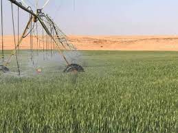 وزير الزراعة يحذر من زراعة الأشجار المثمرة في أراضي المحاصيل الإستراتيجية