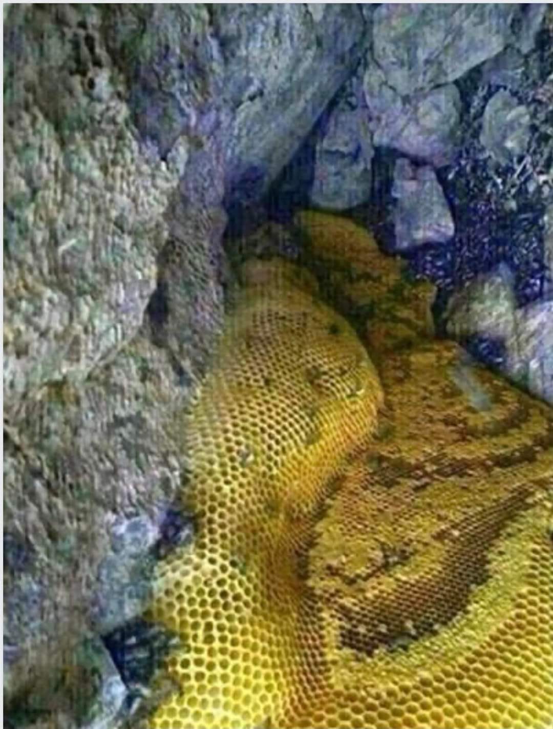 اكتشاف أنهار من عسل مصفى في جبل باليمن..!