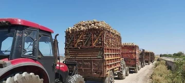 معمل سكر “تل سلحب” يستلم إنتاج مزارعي الشوندر السكري