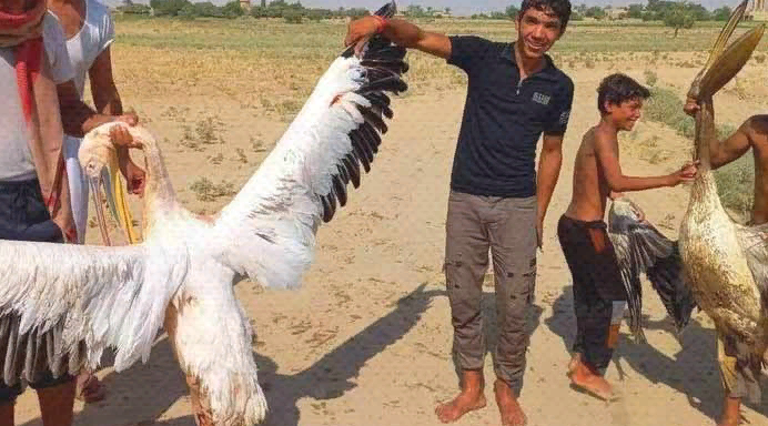 صيد طيور البجع شرق الفرات.. التحضير لموسم “الطيور الحرة” مستمر