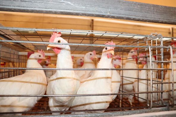 البيض بـ13500 ليرة في النشرة وفي السوق بـ19 ألفاً … لجنة مربي الدواجن: موجودون في لجنة التسعير لكن بلا فائدة ولا يؤخذ برأينا