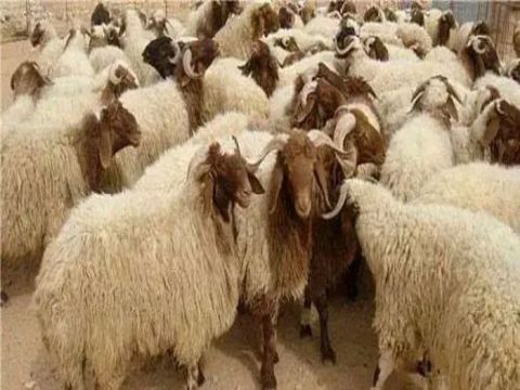 سوء التغذية أدى لتأخر ولادات المواشي.. الأعلاف تسجل أسعار فلكية