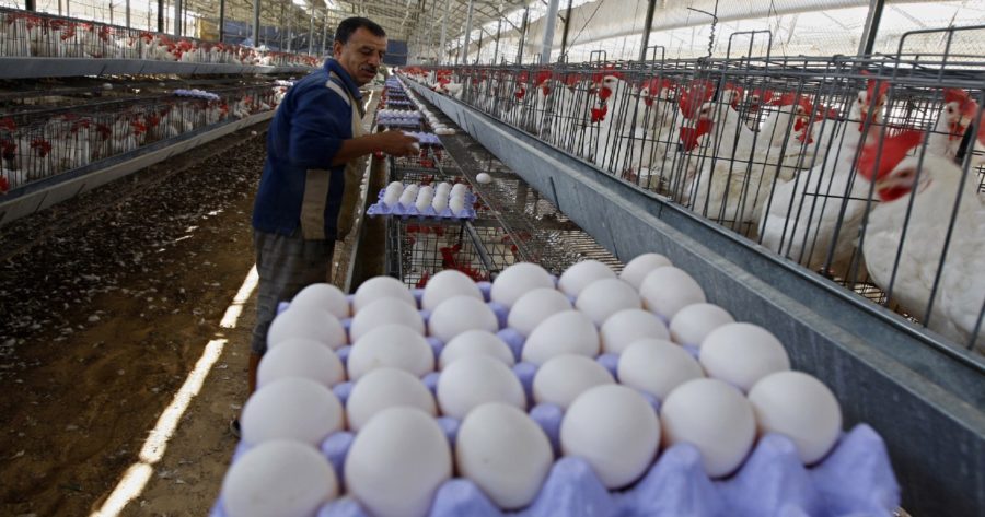 هل نحن على موعد قريب مع انخفاض سعر الفروج والبيض.. بعد انخفاض أسعار الأعلاف وتراجع الطلب؟