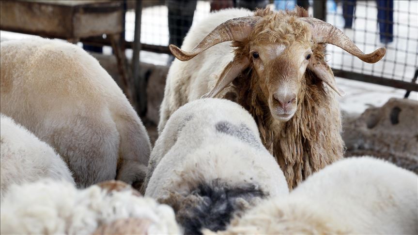 رخصة الـ.ـذبح خلال العيد تتجاوز 130 ألفاً.. جمعية اللحامين : 30% هي نسبة الإقبال على شراء الأضاحي!