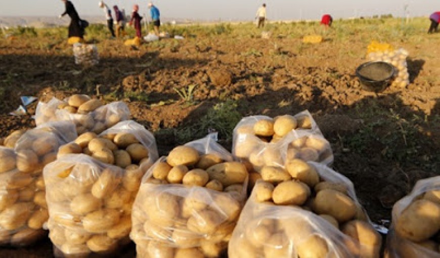 أسعار البطاطا ارتفعت أكثر من 200 بالمئة.. اتحاد غرف الزراعة ينفي علاقة التصدير وخبير زراعي يتساءل أين الكميات التي استجرتها السورية للتجارة؟!