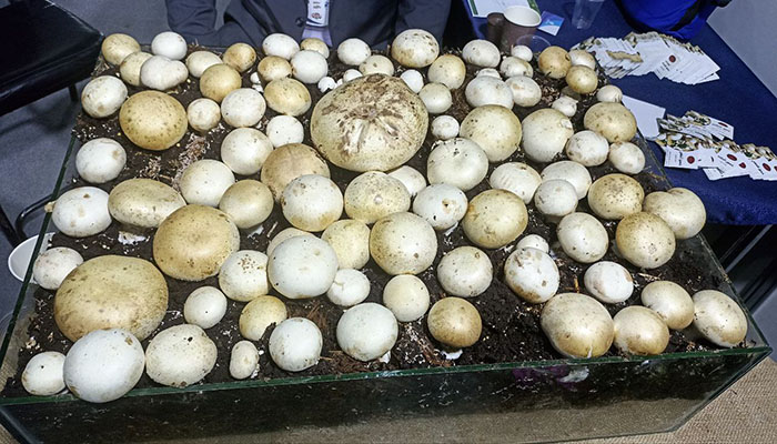 بديل اللحوم الحمراء يملأ البسطات… مدير الشؤون الصحية في السويداء : باعة الفطر خبراء ولم ترد أي شكوى بوجود مضاعفات جراء تناوله