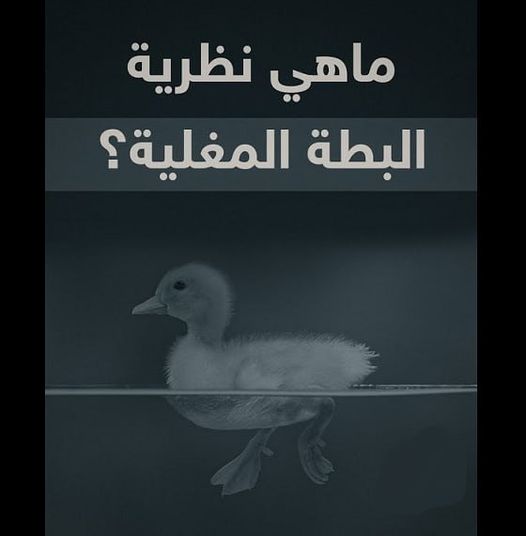 نظرية (البطة المغلية) التي يتبعها الفريق الاقتصادي بقفزات الأسعار المتسارعة