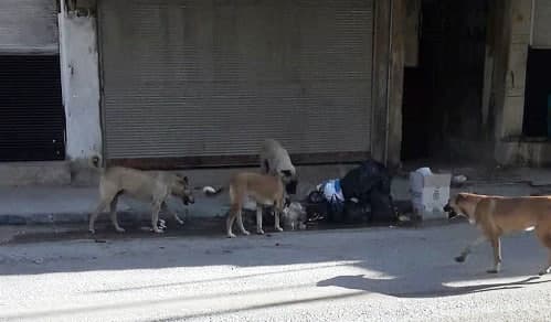 مصدر بمحافظة دمشق: التخلص من 300 كلب شارد منذ بداية العام لغاية تاريخه